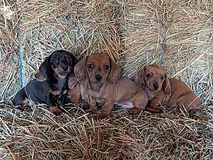 BEAUTIFUL MINI DACHSHUND PUPPIES 