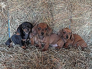 BEAUTIFUL MINI DACHSHUND PUPPIES 