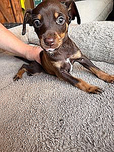 DACHSHUND MIX PUPPIES 