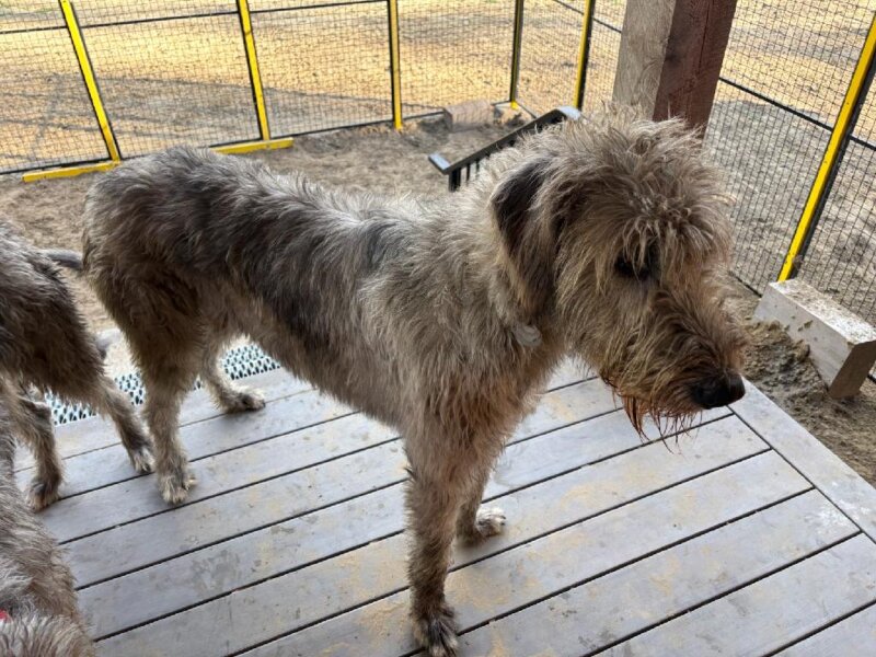 AKC REG. IRISH MALE WOLFHOUND