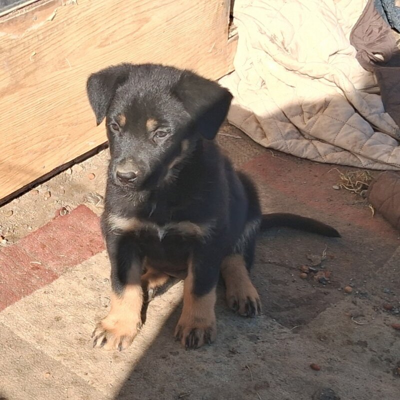 GERMAN SHEPARD & 1/4 ROTTWEILER PUPPIES