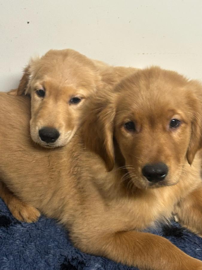 GENERATIONS OF QUALITY BREEDING AKC GOLDEN RETRIEVERS