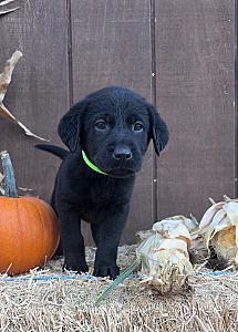BLACK LAB PUPPIES 