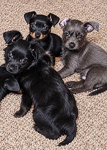 THREE 10 WEEK OLD PUPPIES