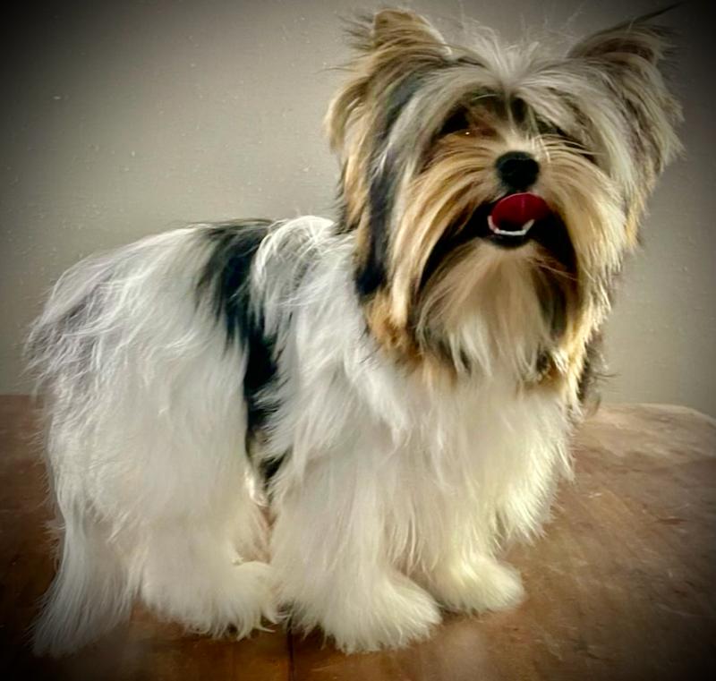 ADORABLE BIEWER TERRIER PUPPIES