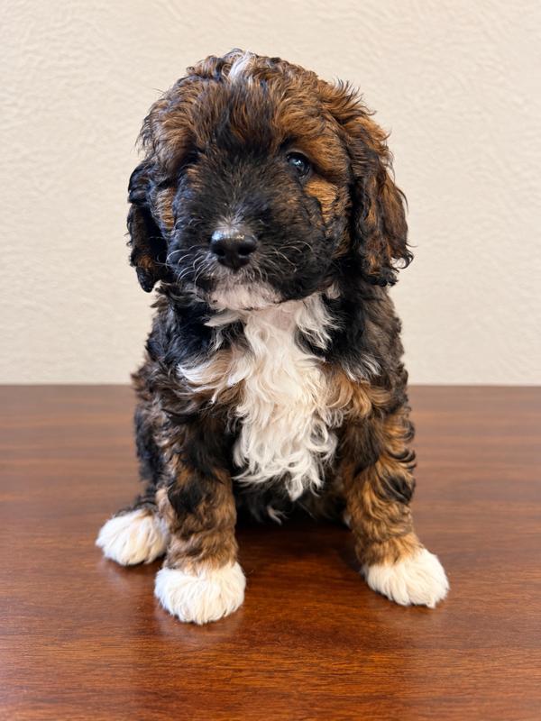 PRICE REDUCED F1BB AUSSIEDOODLE PUPPIES