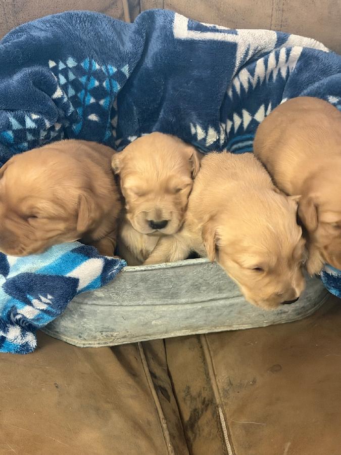 PUREBRED GOLDEN RETRIEVER PUPPIES