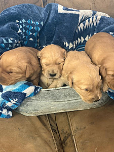 PUREBRED GOLDEN RETRIEVER PUPPIES