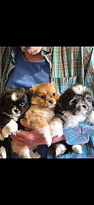 CHIHUAHUA/ SHIH TZU PUPPIES