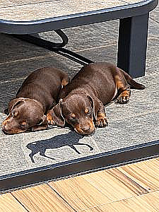 PUREBRED MINI DACHSHUND PUPPIES