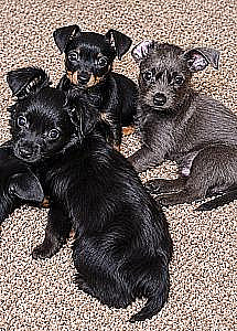 THREE 10 WEEK OLD PUPPIES
