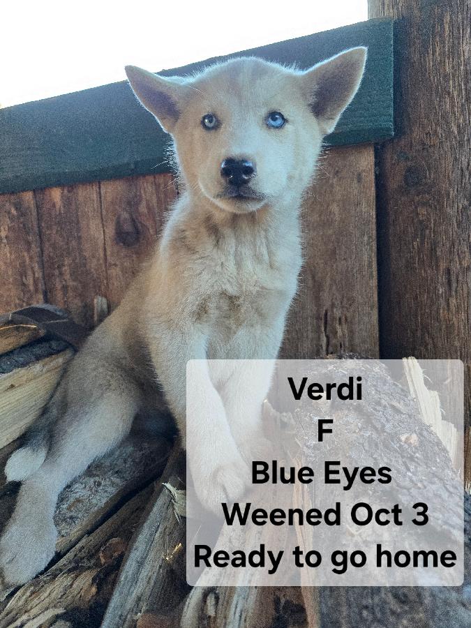 PUREBRED HUSKY PUPPIES