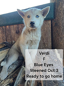 PUREBRED HUSKY PUPPIES