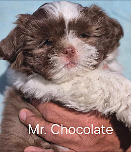 ADORABLE SHIH TZU PUPPIES