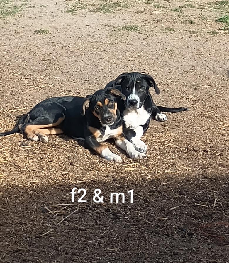 BORDER COLLIE CATAHOULA CROSS PUPPIES
