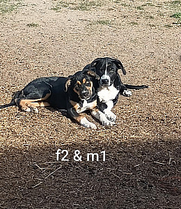 BORDER COLLIE CATAHOULA CROSS PUPPIES