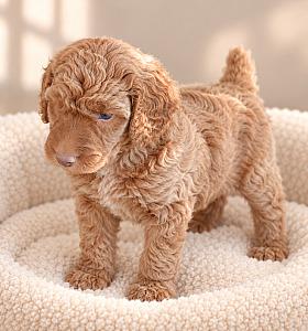 SMALL STANDARD POODLES 