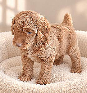 SMALL STANDARD POODLES 