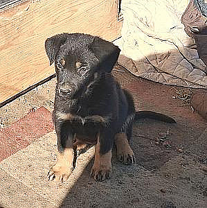 GERMAN SHEPHERD & 1/4 ROTTWEILER PUPPIES