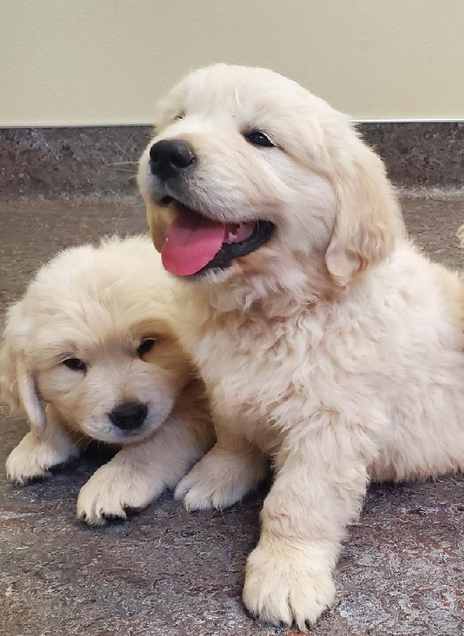 AKC ENGLISH CREAM GOLDEN RETRIEVER PUPPIES