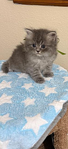 PERSIAN/ RAGDOLL KITTENS AVAILABLE