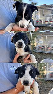 PUREBRED BORDER COLLIE PUPPIES 