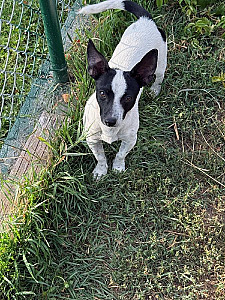 PUREBRED RAT TERRIER PUPPY