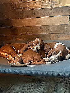 BASSET HOUND BROTHERS 