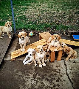 AKC GOLDEN RETRIEVER PUPPIES 