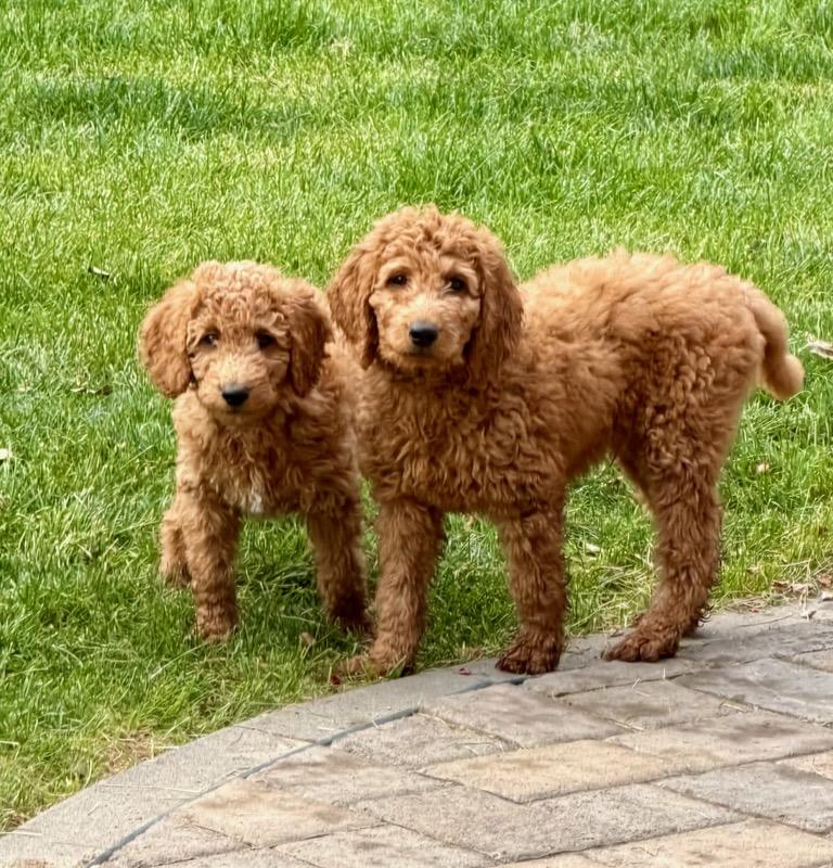 F1BB GOLDENDOODLE PUPPIES