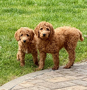F1BB GOLDENDOODLE PUPPIES