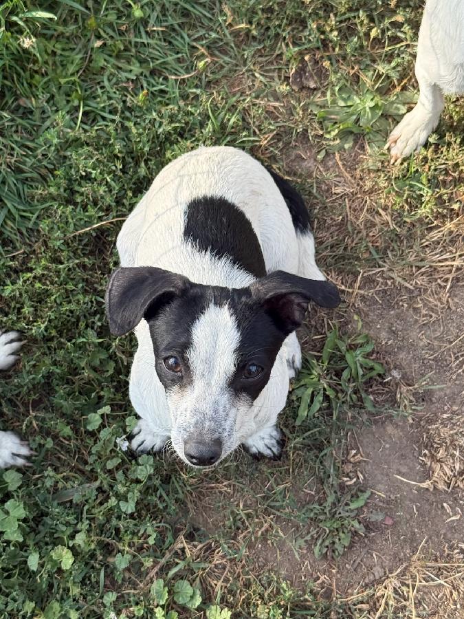 PUREBRED RAT TERRIER PUPPY