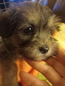 HALF OFF SHIH’NAUZER PUPPIES