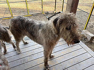 AKC REG. IRISH MALE WOLFHOUND