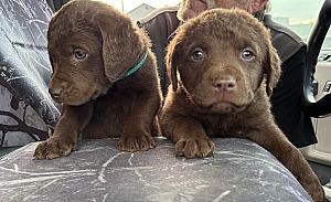 AKC CHESAPEAKE BAY RETRIEVERS 