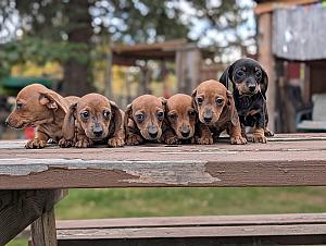 BEAUTIFUL MINI DACHSHUND PUPPIES 