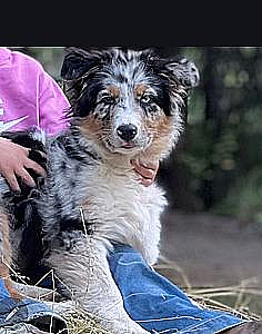 PAPERED AUSTRALIAN SHEPHERD MALE PUPPY