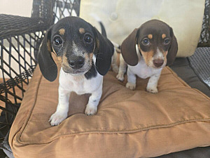 MINIATURE FEMALE DACHSHUND 