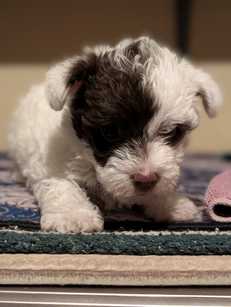 BEAUTIFUL TOY YORKIE POO PUPPY