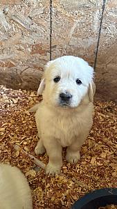 ENGLISH CREAM PUPPIES 