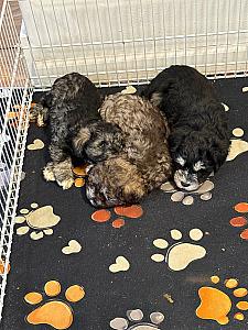 MINI SCHNAUZER PUPPIES 
