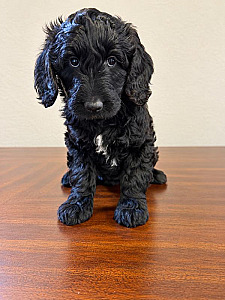 PRICE REDUCED F1BB AUSSIEDOODLE PUPPIES
