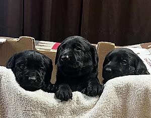 AKC BLACK LAB PUPPIES