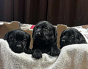 AKC BLACK LAB PUPPIES