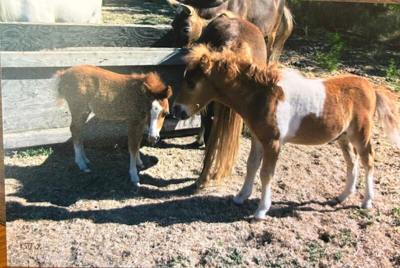 SEVERAL MINIATURE PONIES