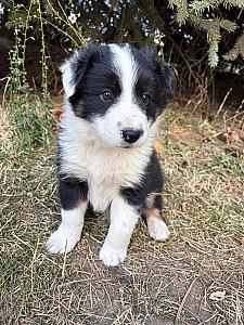 AUSTRALIAN SHEPHERD/ BORDER COLLIE PUPPIES 