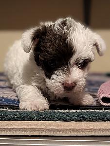 BEAUTIFUL TOY YORKIE POO PUPPY