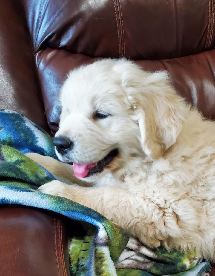 AKC ENGLISH CREAM GOLDEN RETRIEVER PUPPIES