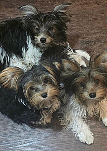 BEAUTIFUL TRICOLOR BIEWER YORKIES & BLACK MORKIES