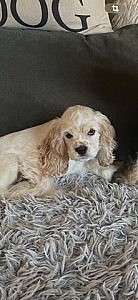 AMERICAN COCKER SPANIEL PUPPIES